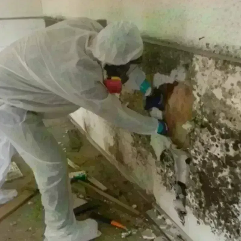 Mold Remediation and Removal in Chadbourn, NC